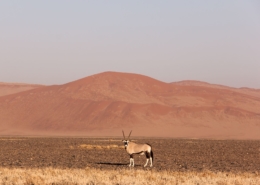 Namibia Tag 03 Deadvlei Onyx