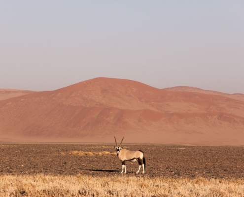 Namibia Tag 03 Deadvlei Onyx