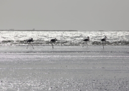 Namibia Tag 04 Flamingos