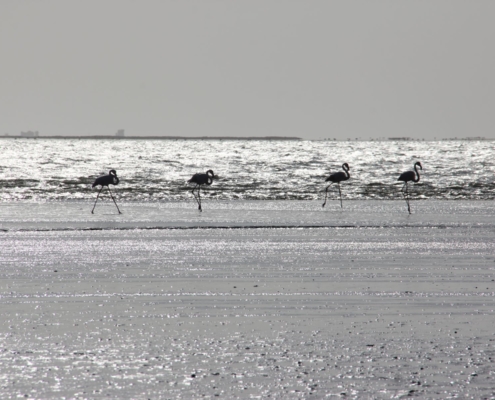 Namibia Tag 04 Flamingos