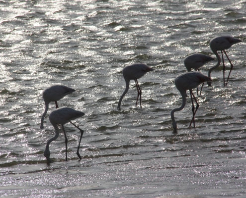 Namibia Tag 04 Flamingos