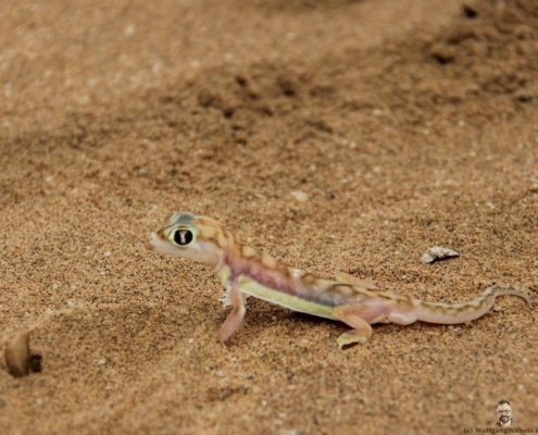 Little Five Gecko