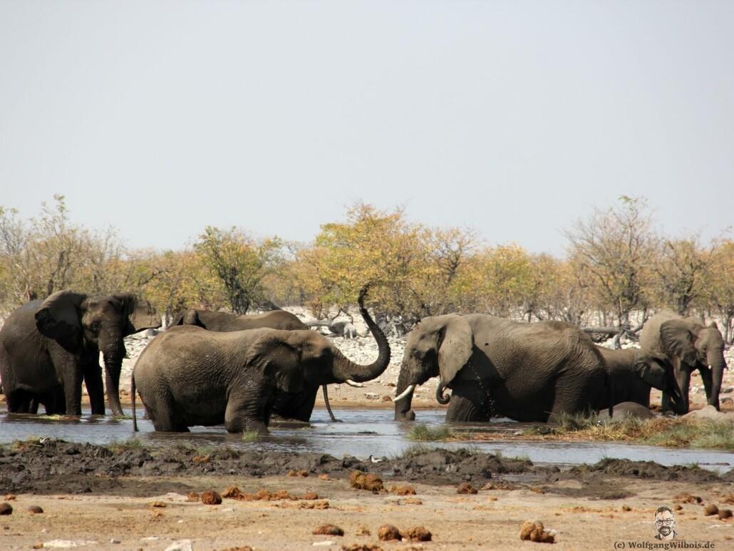 Etosha Nationalpark Elefanten