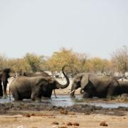 Etosha Nationalpark Elefanten