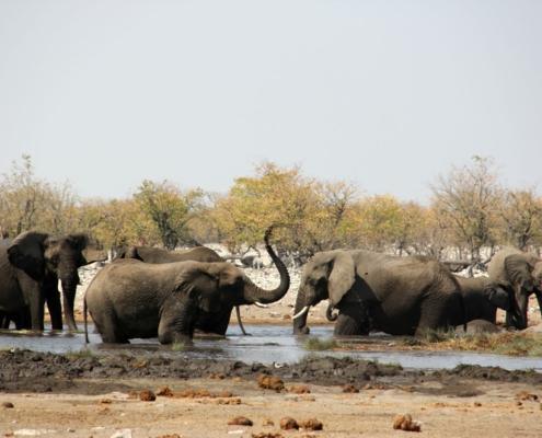 Etosha Nationalpark Elefanten