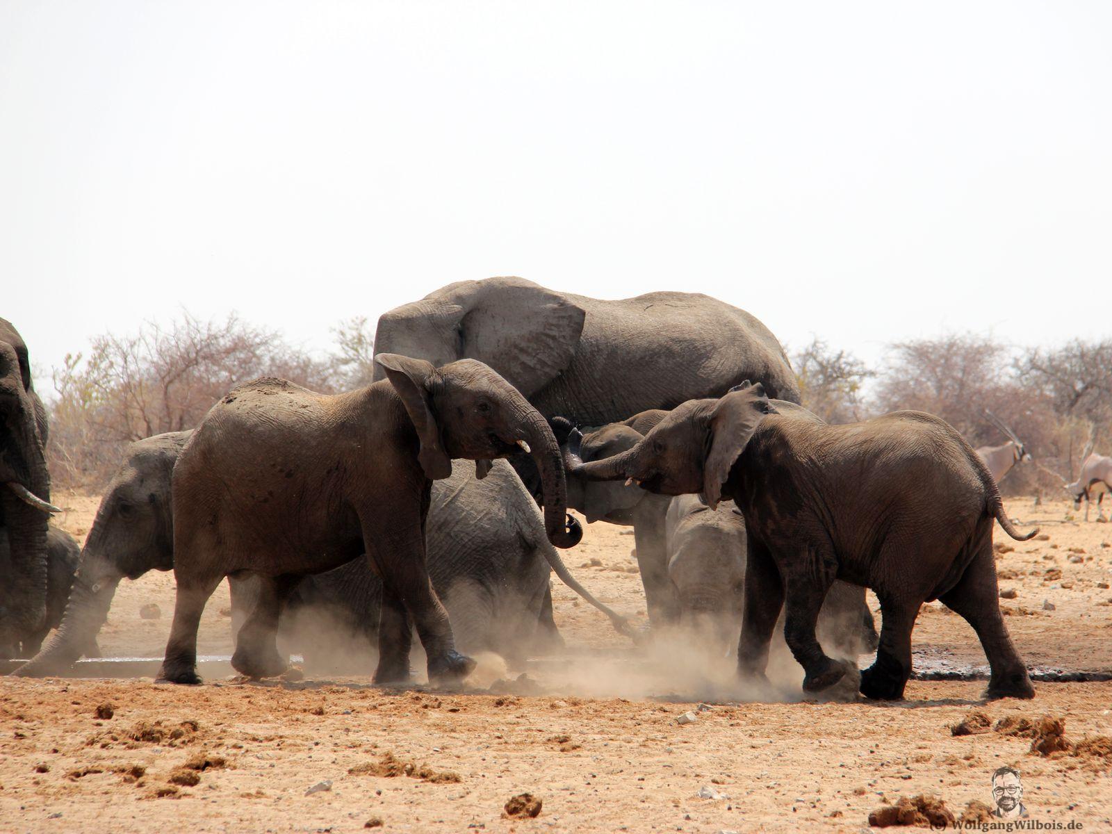 Emanya@Etosha Game Lodge –  Namibia Rundreise Tag 12 – 13
